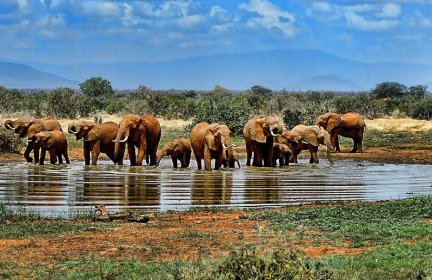 elephants afrique du sud Esprit Nomade